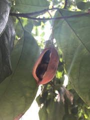 Sterculia monosperma