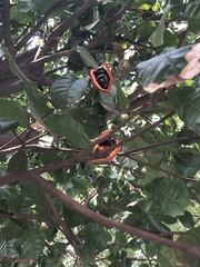 Sterculia monosperma