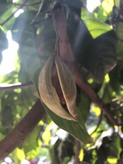Sterculia monosperma