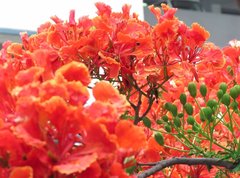 Delonix regia