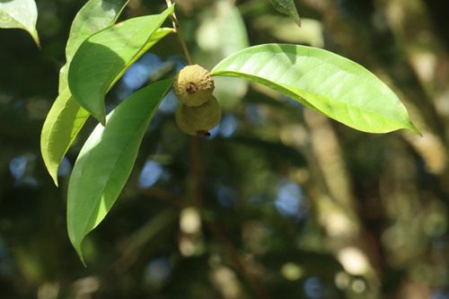 Eugenia marowynensis