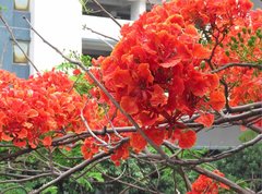 Delonix regia