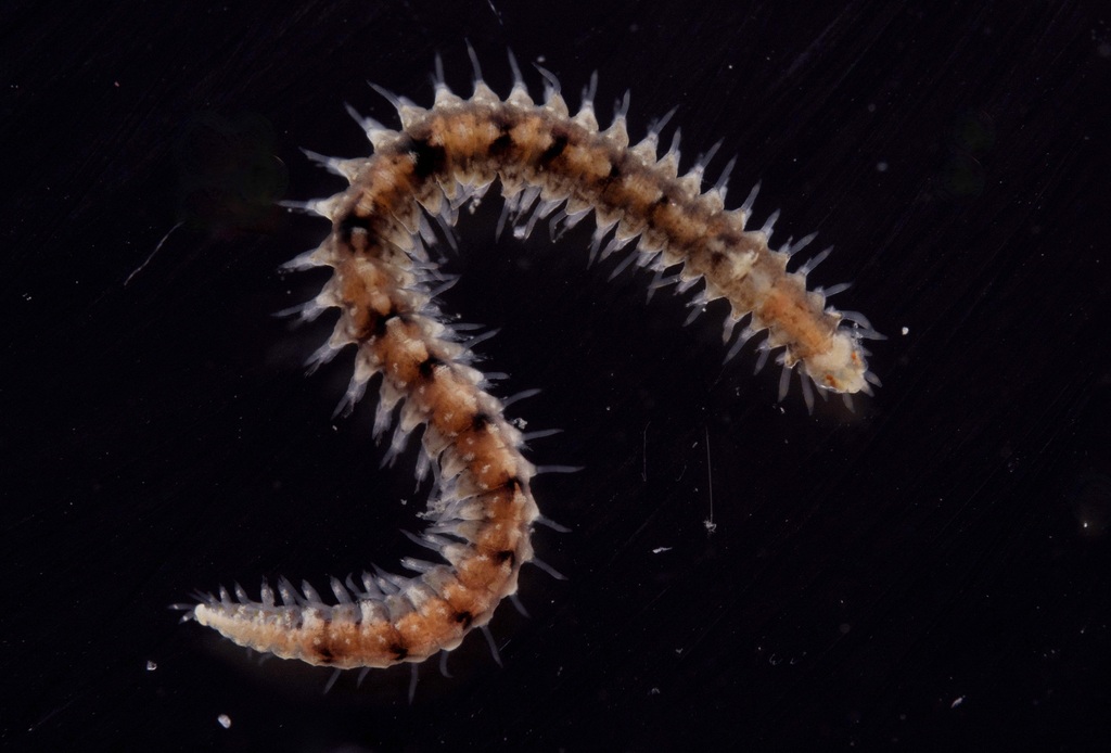 Odontosyllis gibba