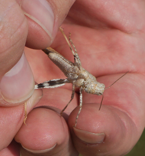 Carolina Grasshopper, photo 5 of 8
