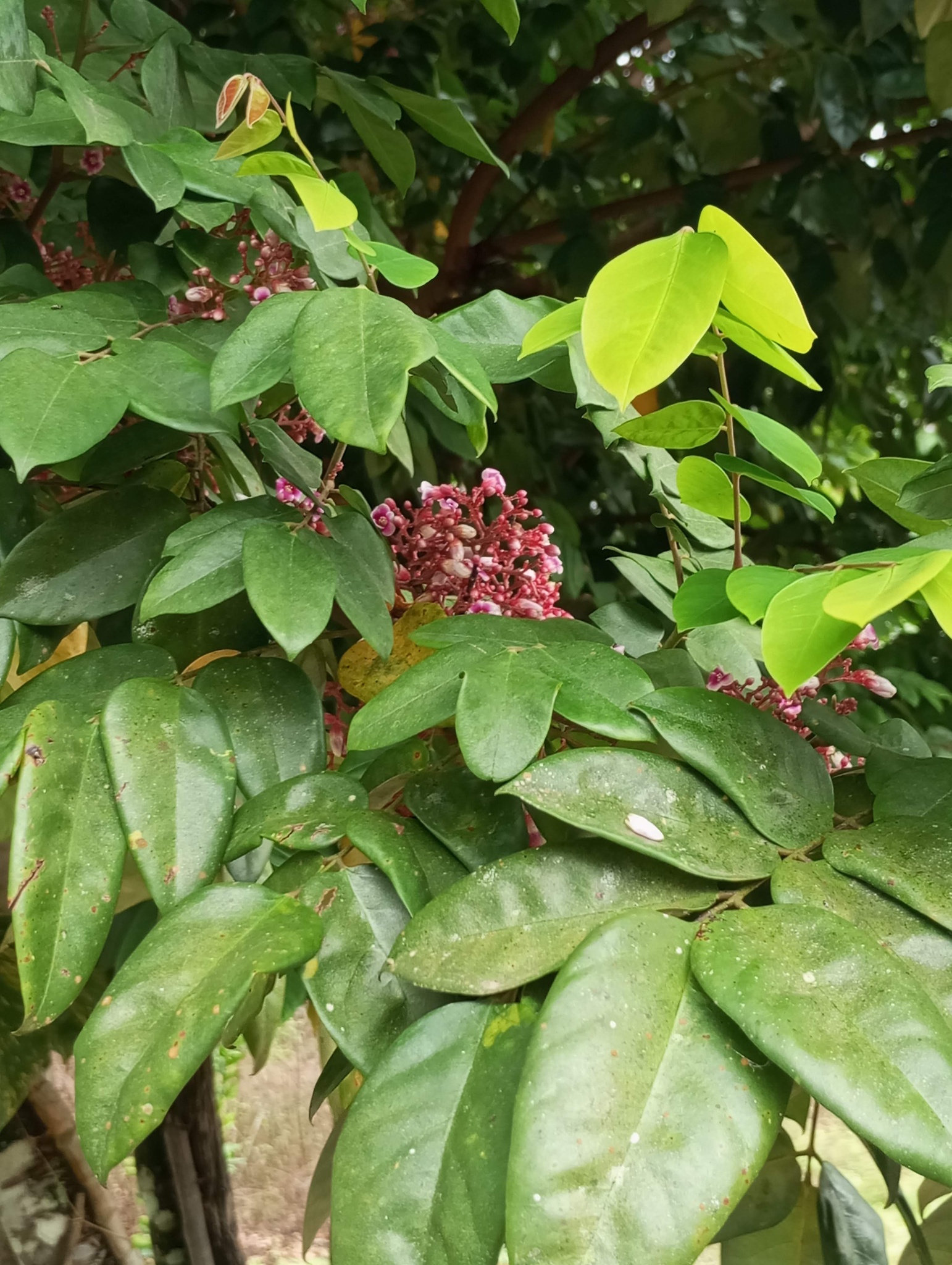 Averrhoa carambola