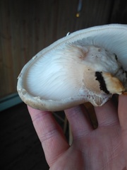 Pleurotus dryinus