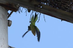 Myiopsitta monachus monachus