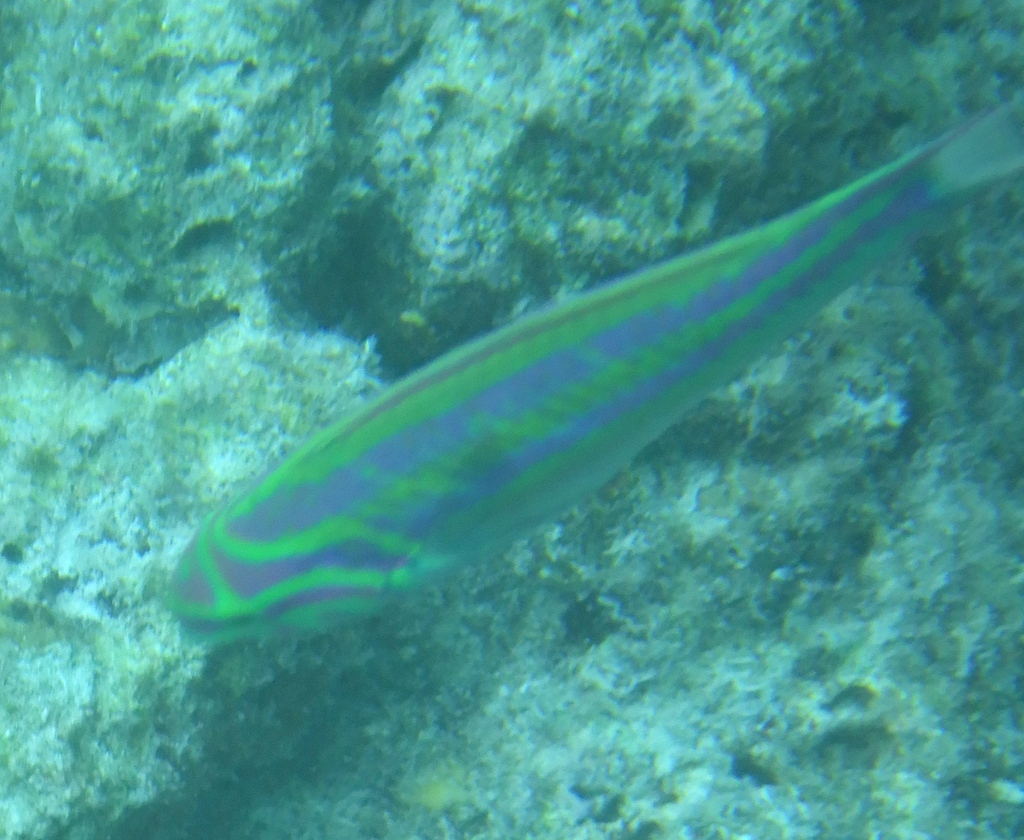 Fivestripe wrasse