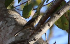 Campylorhynchus turdinus