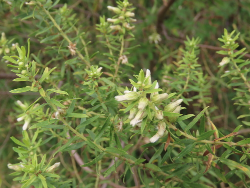 Image of Baccharis dracunculifolia by (c) Nicolas Olejnik, some rights reserved (CC BY)
