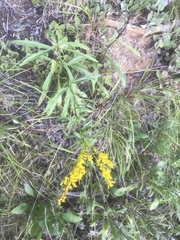 Solidago pinetorum