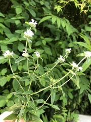 Pycnanthemum verticillatum