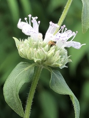 Pycnanthemum verticillatum