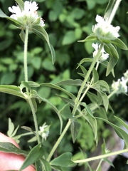 Pycnanthemum verticillatum
