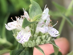Pycnanthemum verticillatum
