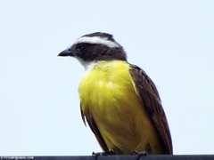 Myiozetetes cayanensis