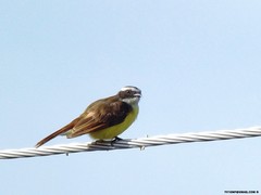 Myiozetetes cayanensis