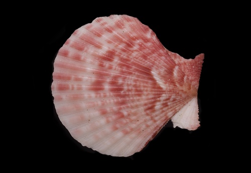 Queen scallop