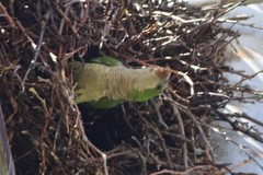 Myiopsitta monachus monachus