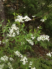 Spiraea thunbergii