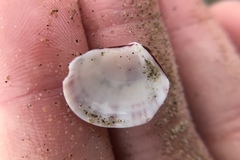 Semele rubropicta