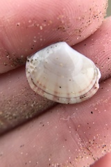 Semele rubropicta