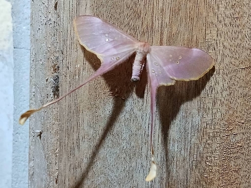 Eudaemonia argus