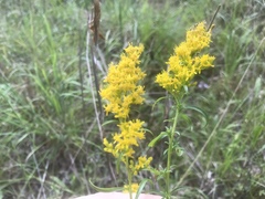 Solidago pinetorum