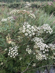 Conioselinum chinense