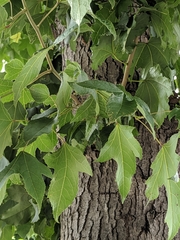 Liquidambar formosana