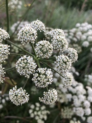 Conioselinum chinense