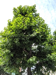 Liquidambar formosana