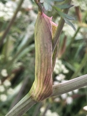 Conioselinum chinense