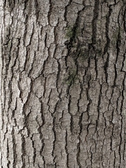 Liquidambar formosana