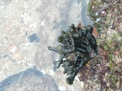 Codium taylorii observed 2025-04-11