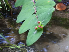 Hypericum calycinum