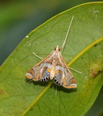 Margarosticha sphenotis