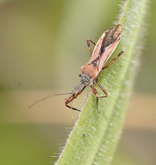Scipinia arenacea