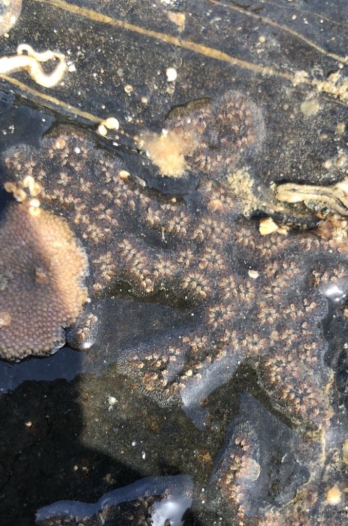 Botryllus primigenus