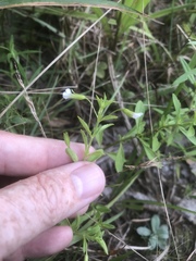 Mecardonia acuminata acuminata