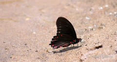 Mimoides phaon phaon