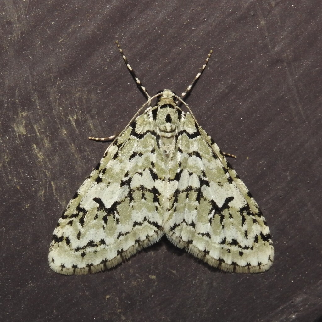 Trichopterygini