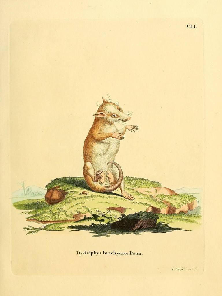 Northern Red-Sided Opossum
