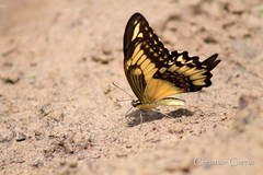 Papilio ornythion ornythion