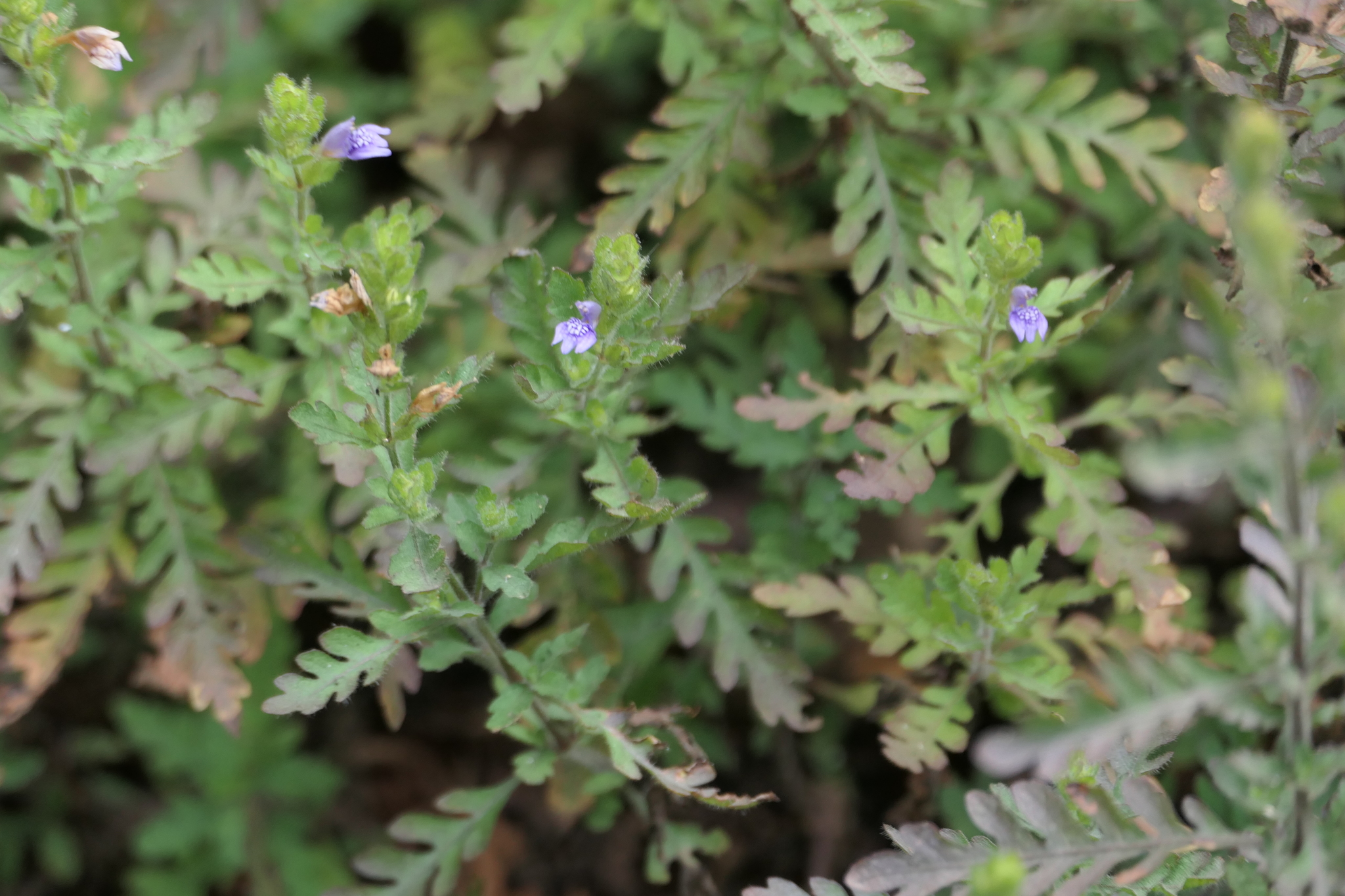 Hygrophila pinnatifida (Dalzell) Sreem.