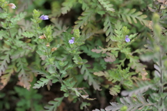 (c) Dinesh Valke, some rights reserved (CC BY-SA) Hygrophila pinnatifida, photograph (c) Dinesh Valke, some rights reserved (CC BY-SA)