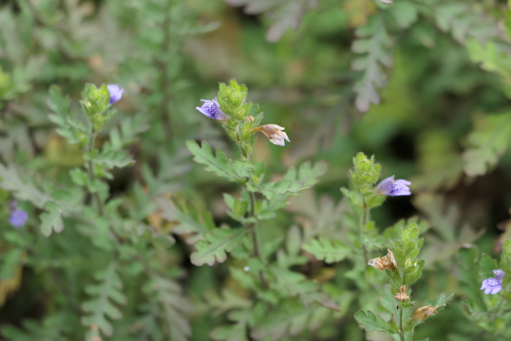 Hygrophila pinnatifida; photograph (c) Dinesh Valke, some rights reserved (CC BY-SA)