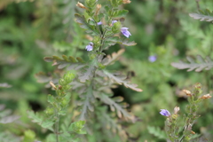 (c) Dinesh Valke, some rights reserved (CC BY-SA) Hygrophila pinnatifida, photograph (c) Dinesh Valke, some rights reserved (CC BY-SA)