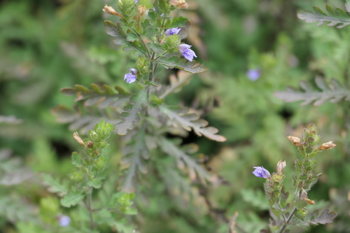 Hygrophila pinnatifida, photograph 3
