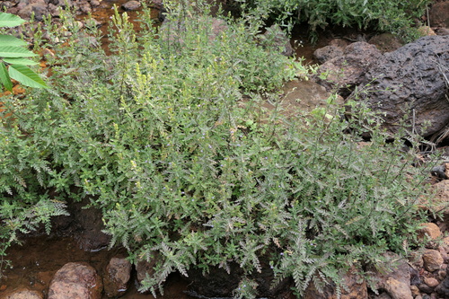 Hygrophila pinnatifida, photograph 4